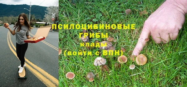 прущие грибы Белокуриха